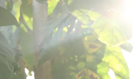 Sunlight shining through green teak leaf in a peaceful natural setting, cre.. Stock Footage 328207414