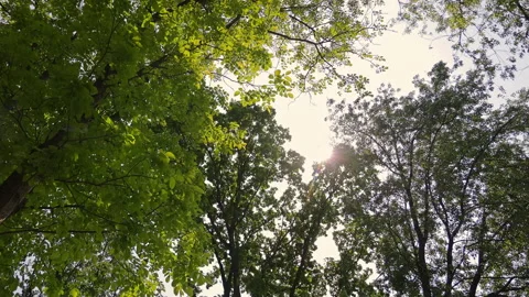 Sunlight Shining Through Green Tree Crowns Against Bright Sky In Summer Forest Video stock 315388311