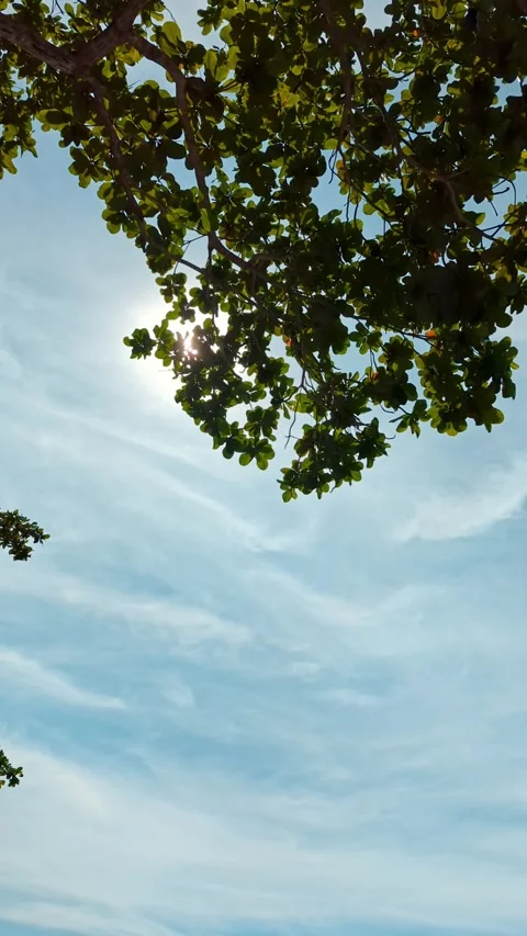 Sunlight shining through green tree leaves with bright blue sky. Stock Footage 316206972