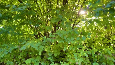 Sunlight Shining Through Green Tree Leaves 動画素材 318848621