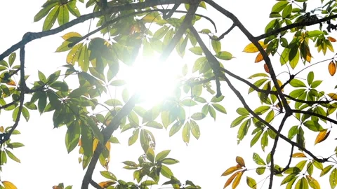 Sunlight Shining Through Green Tree Leaves and Branches Stock Footage 327608414