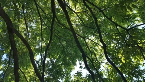 Sunlight shining through green tree canopy with leaves moving in summer breeze Stock Footage 330320842