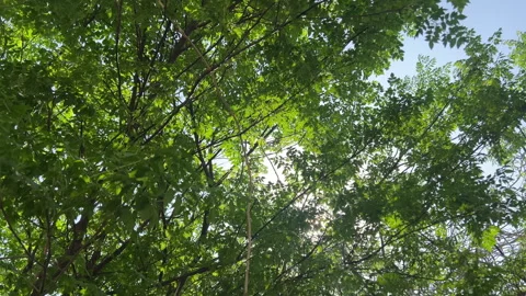 Sunlight Shining Through Green Tree Leaves – Beautiful Nature View From Below Stock Footage 330855501