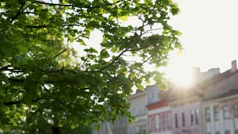 Sunlight shining through green tree leaves in old european city Stock Footage 333827502