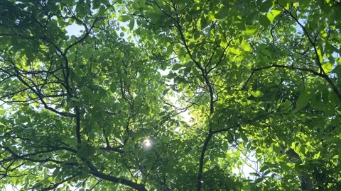 Sunlight Shining Through Green Tree Leaves in Summer Forest Stock Footage 336507222