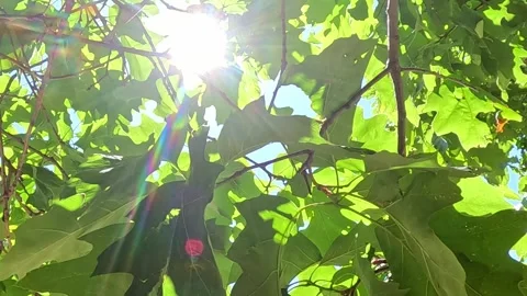Sunlight Shining Through Green Tree Leaves Canopy From Below Vídeos de archivo 339621862