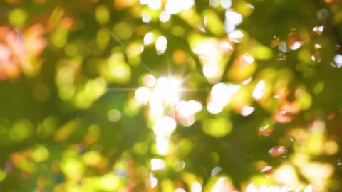 Sunlight Shining Through Green Tree Leaves Creating Luminous Natural Bokeh Stock Footage 341870548