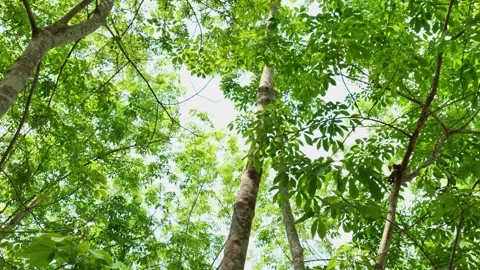 Sunlight Shining Through Green Tree Leaves Creating Bright Summer Nature Atmosph Stock-Footage 343904432
