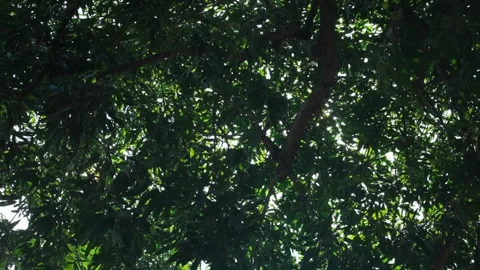 Sunlight Shining Through Green Tree Leaves Stock Footage 344235839