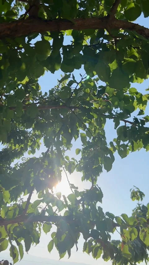 Sunlight shining through green tree leaves with lens flare 4K Stock Footage 345054984