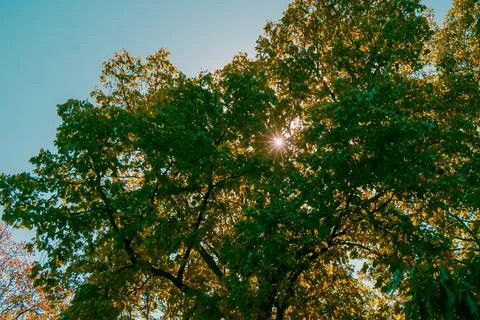 Sunlight shining through green tree leaves with bright sun rays and natural.. Stock Photos