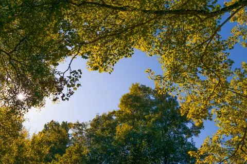 Sunlight shining through green tree canopy with clear blue sky in the backg.. Stock Photos