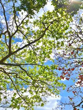 Sunlight Shining Through Green Tree Canopy Against Blue Sky Stock Photos