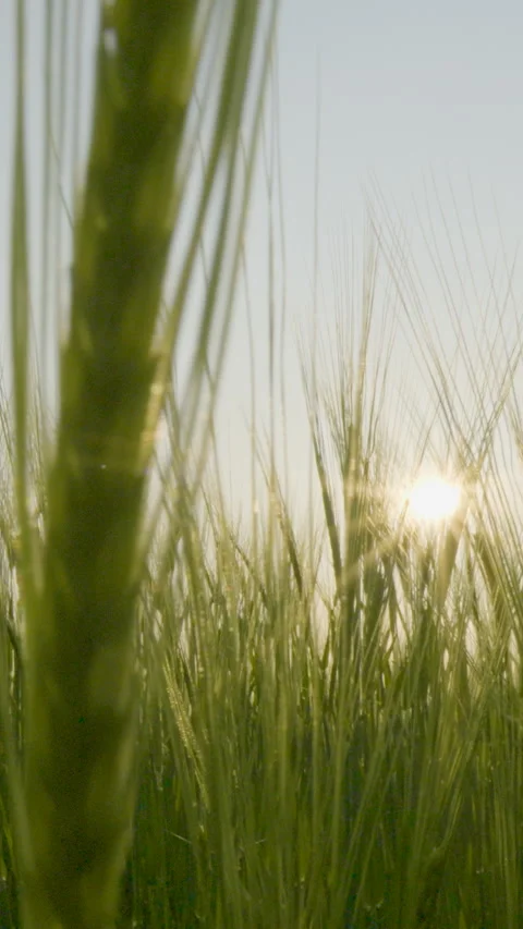 Sunlight Shining Through Green Wheat Field At Sunset Stock Footage 335896903