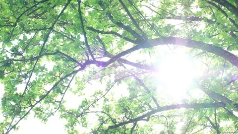 Sunlight Shining Through Grove of Trees Stock Footage 77644827