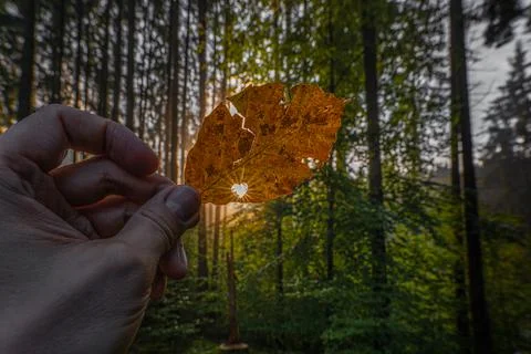 Sunlight is shining through a heart shape in a autumn colored leaf. Concept for Stock Photos