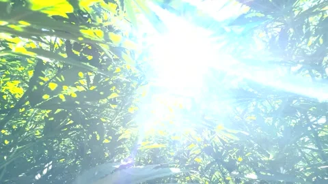 Sunlight Shining Through Hemp Field in the Forest Stock Footage 316905946