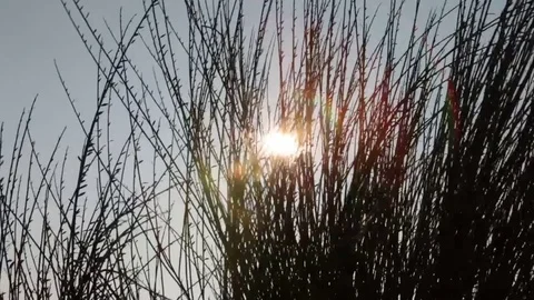 Sunlight shining through high grass Stock Footage 83028916