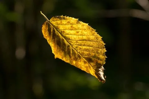 Sunlight shining through hovering autumn leaf of European hornbeam (Carpinus  Stock Photos
