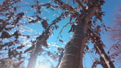 Sunlight shining through ice-covered branches brilliants in sunshine in blue sky Stock Footage 332646527