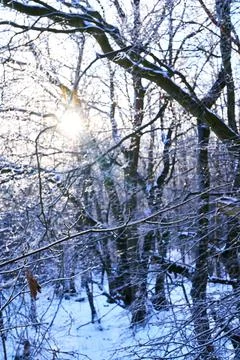 Sunlight shining through icy Branches Stock Photos