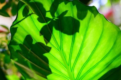 Sunlight shining through large green foliage Stock Photos