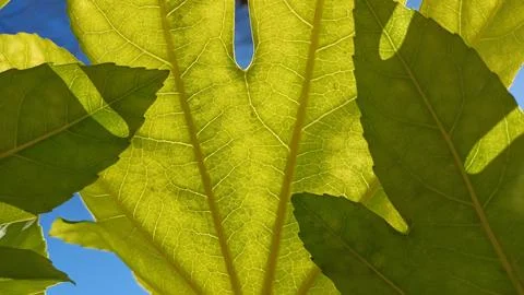 Sunlight shining through a large leaf revealing texture and veining Stock Photos