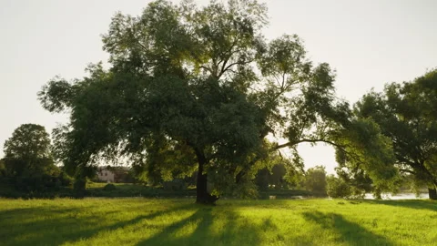 Sunlight shining through large old tree casting long shadows in green meadow at Vídeo Stock 338172126