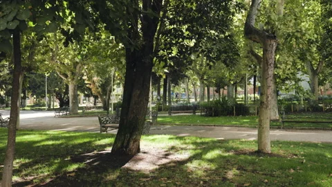 Sunlight shining through leafy trees in a quiet urban park with benches Video stock 315674794