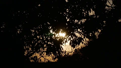 Sunlight shining through leaves of autumn tree Stock Footage 96067005