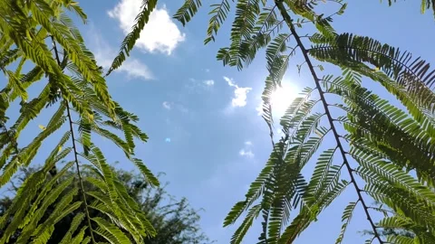 Sunlight shining through leaves with blue sky Stock Footage 252885423