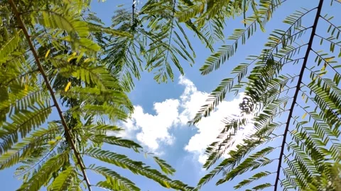 Sunlight shining through leaves with blue sky Video stock 252885591