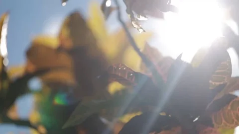 Sunlight shining through leaves close up Stock Footage 93782826