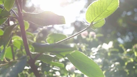 Sunlight shining through leaves closeup Stock Footage 77774597