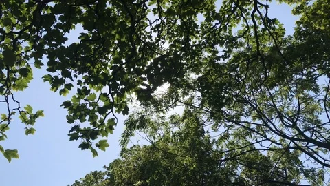 Sunlight shining through leaves Stock Footage 111537482