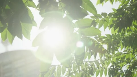 Sunlight shining through the leaves Stock Footage 247114210