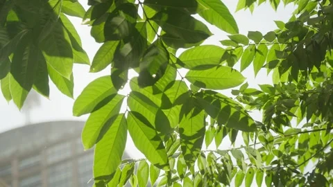 Sunlight shining through the leaves Stock Footage 247114215