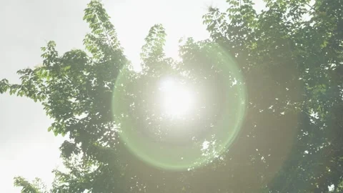 Sunlight shining through the leaves Stock Footage 247114220
