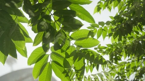 Sunlight shining through the leaves Stock Footage 247114224