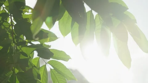 Sunlight shining through the leaves Stock Footage 247114236