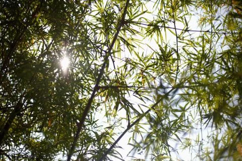 Sunlight shining through leaves Stock Photos