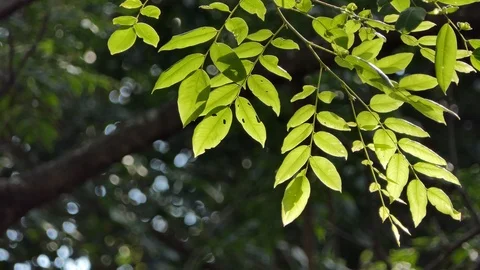 Sunlight shining through the leaves in topical rain forest. Video stock 108490950