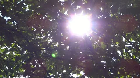 Sunlight shining through the leaves of the tree Stock Footage 11362183