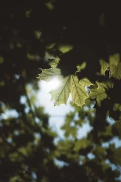 Sunlight shining through the leaves of a tree Stock Photos