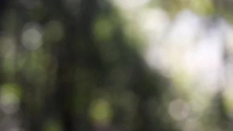 Sunlight shining through the leaves of trees, bokeh formed in the jungle 库存影片 100542956