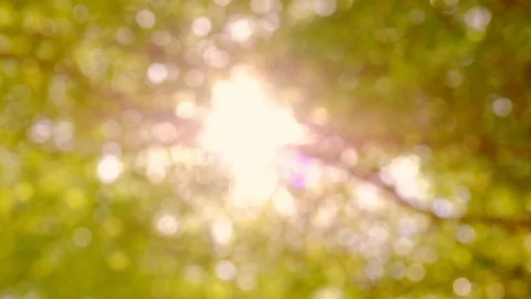 Sunlight shining through the leaves of trees, natural blurred background Stock Footage 110238475