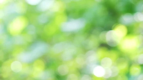 Sunlight shining through the leaves of trees Stock-Footage 111271141