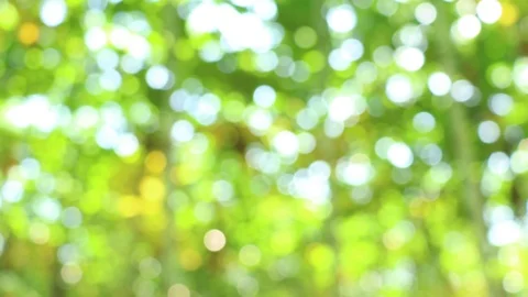 Sunlight shining through the leaves of trees, natural blurred background, Nat Stock Footage 118874365