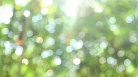 Sunlight shining through the leaves of trees, natural blurred background, Nat Stock Footage 118877348