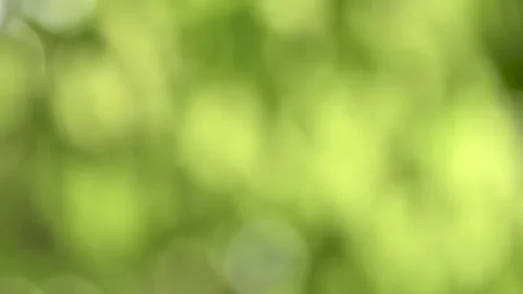 Sunlight shining through the leaves of trees, natural blurred background, Nat Stock Footage 140626691